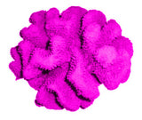 #121 Large Cauliflower Acropora aquarium decoration