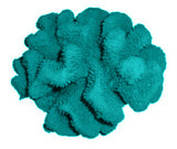 #121 Large Cauliflower Acropora aquarium decoration