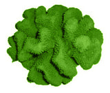 #121 Large Cauliflower Acropora aquarium decoration
