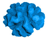 #121 Large Cauliflower Acropora aquarium decoration