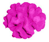 #121 Large Cauliflower Acropora aquarium decoration