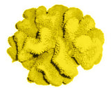 #121 Large Cauliflower Acropora aquarium decoration
