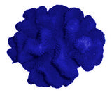 #121 Large Cauliflower Acropora aquarium decoration