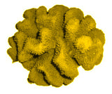 #121 Large Cauliflower Acropora aquarium decoration