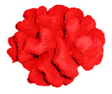 #121 Large Cauliflower Acropora aquarium decoration
