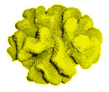 #121 Large Cauliflower Acropora aquarium decoration