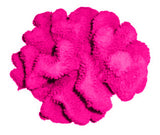 #121 Large Cauliflower Acropora aquarium decoration