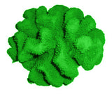 #121 Large Cauliflower Acropora aquarium decoration