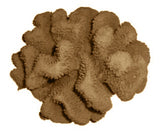 #121 Large Cauliflower Acropora aquarium decoration