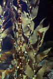 Giant Sea Kelp
