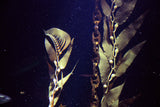 Giant Sea Kelp