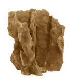 #522 Blue Ridge Coral