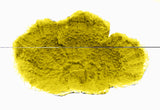 #59 Large Montipora
