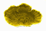 #59 Large Montipora
