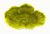 #59 Large Montipora