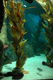 Giant Sea Kelp