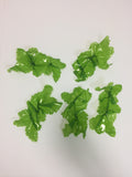 Sea Lettuce