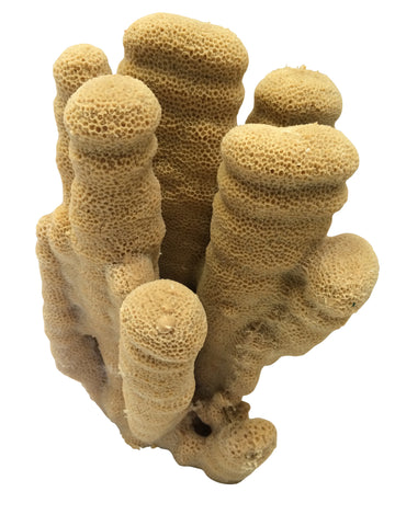 #805 Large Cactus Pavona Coral