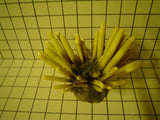 #45 Pencil Urchin
