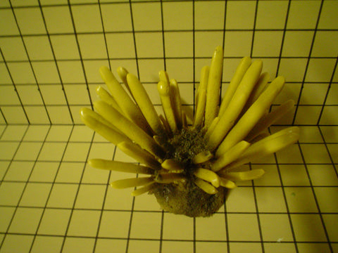 #45 Pencil Urchin