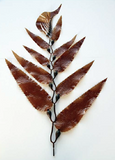 Giant Sea Kelp