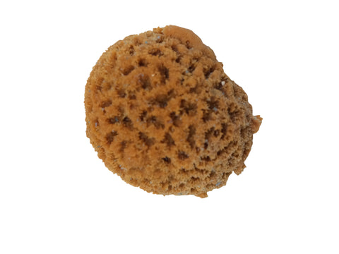 artificial corals button brain coral