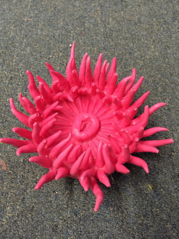 Pacific Giant Anemone