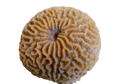 artificial corals large platygyra brain coral