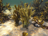 Toothed Wrack
