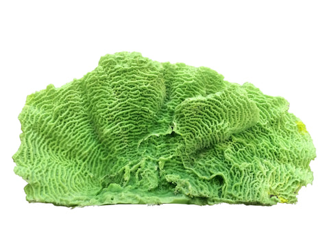 #727 XL Lettuce Plate Coral