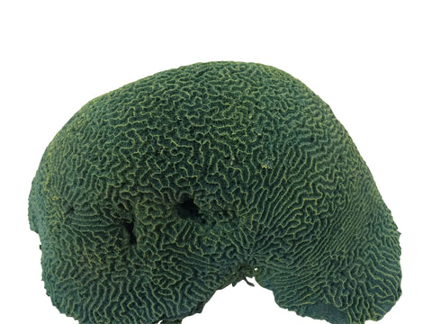 #258 XXL Brain Coral